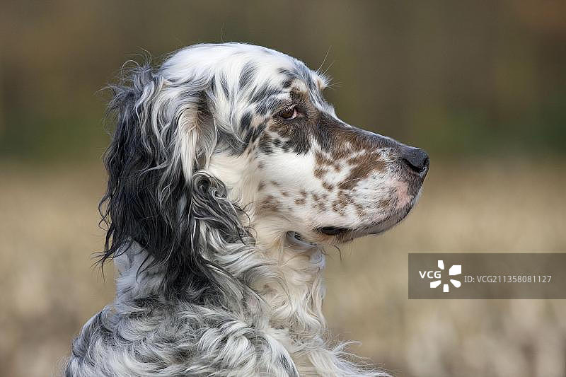 英国雪达犬侧面照图片素材