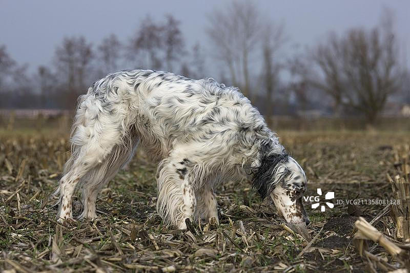 英国雪达犬图片素材