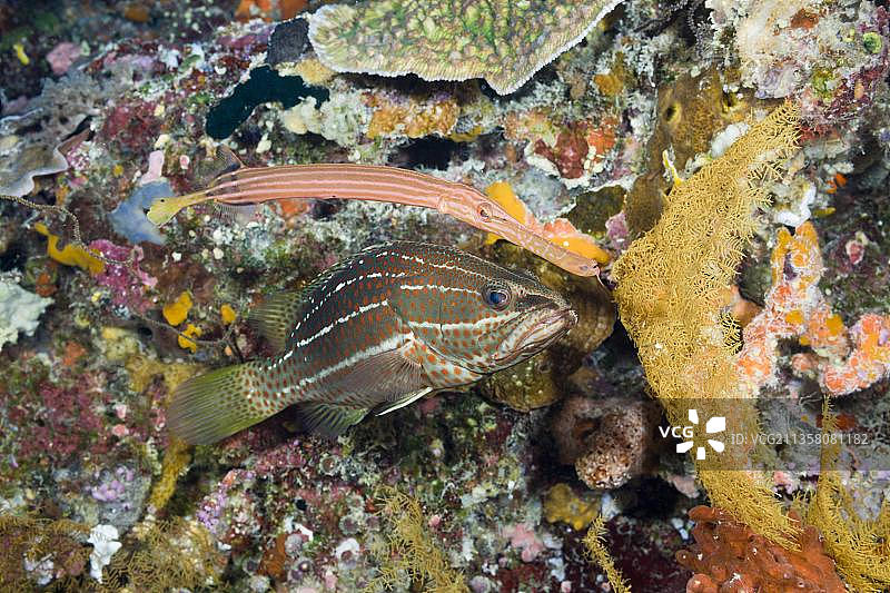 帛琉小号鱼和白线石斑鱼图片素材