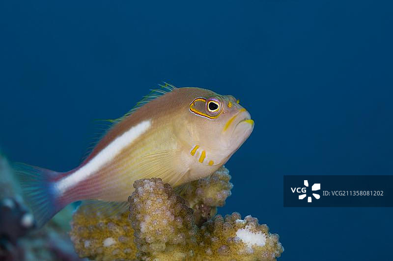 弓眼鹰鱼，海龟湾，帕劳，密克罗尼西亚，大洋洲图片素材