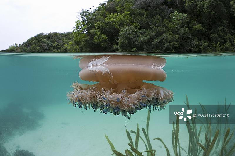 水面上的倒立水母，Risong湾，帕劳，密克罗尼西亚（仙后水母），大洋洲图片素材