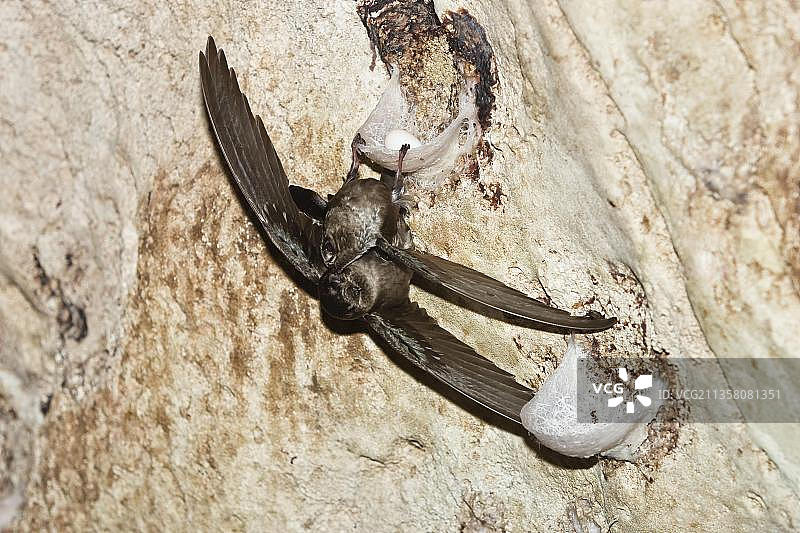 金丝燕，查利斯·埃克洞穴，印度安达曼群岛图片素材