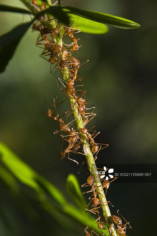 印度安达曼群岛哈夫洛克岛上的织叶蚁图片素材