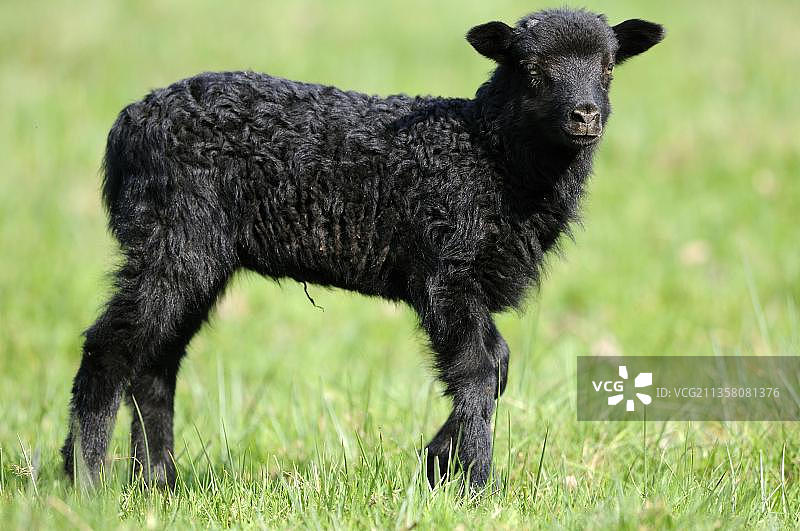 灰色角荒原山羊，羔羊，家羊，绵羊，侧身图片素材