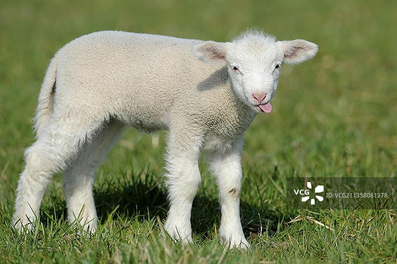 美利奴羊和羔羊的侧面照图片素材