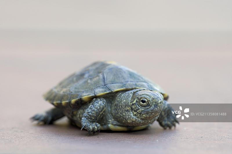 欧洲泽龟幼体，10个月图片素材