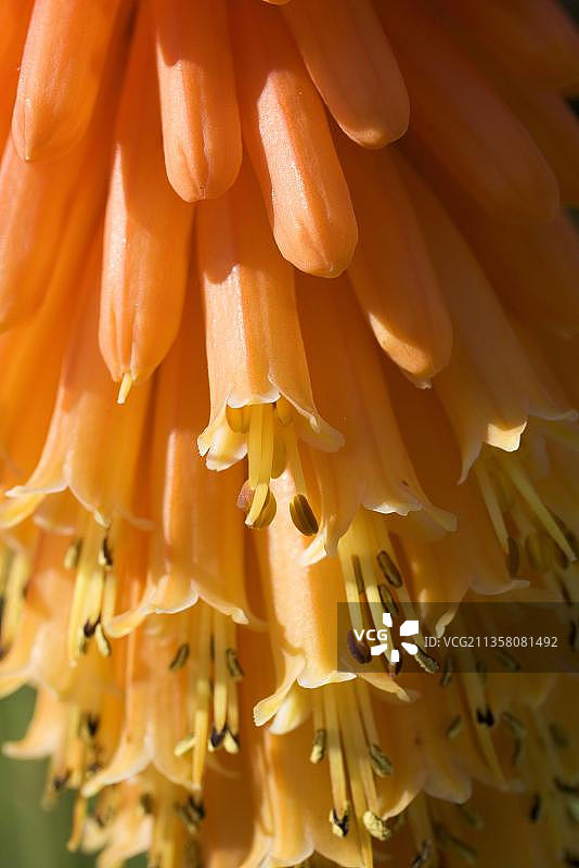 火炬百合图片素材