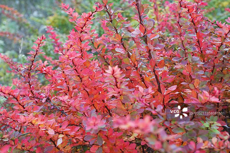 伏牛花灌木（Berberis thunbergii）图片素材
