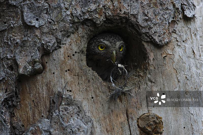 小鸮清理巢穴，位于欧洲奥地利卡林西亚州图片素材
