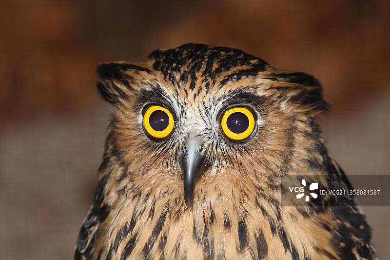 马来渔鸮图片素材