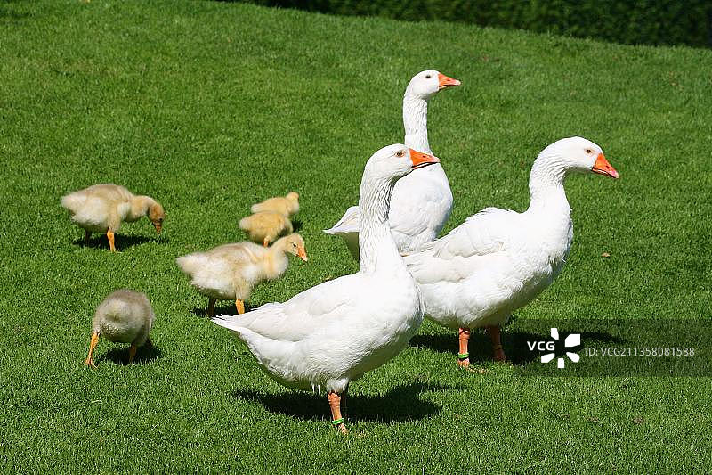 带着小鹅的家鹅图片素材