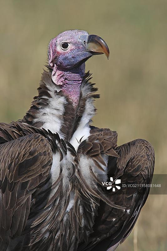 皱脸秃鹫，肯尼亚马赛马拉野生动物保护区，非洲图片素材