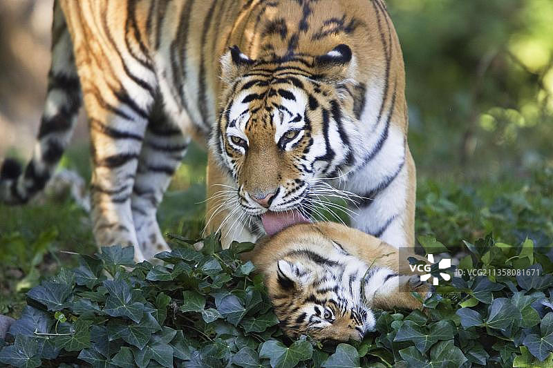 带幼崽的东北虎图片素材