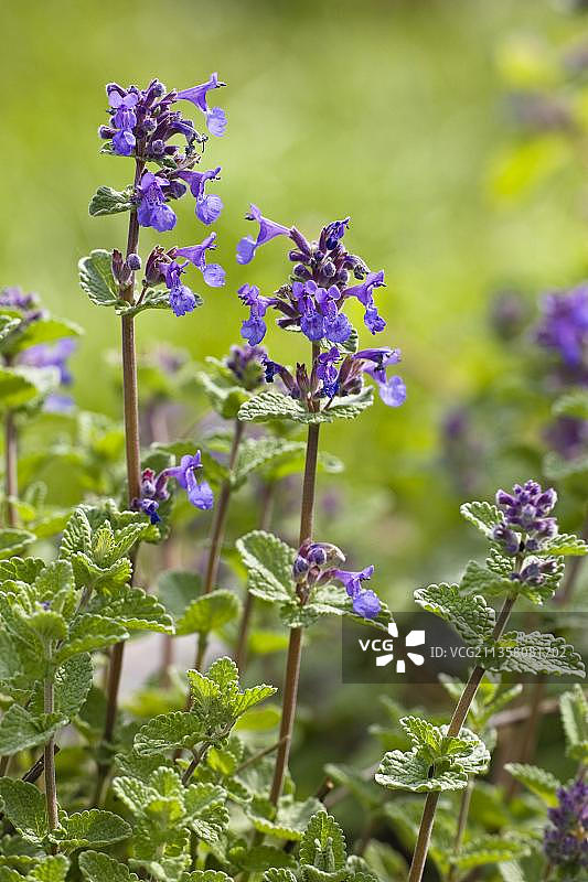 猫薄荷，德国，欧洲图片素材