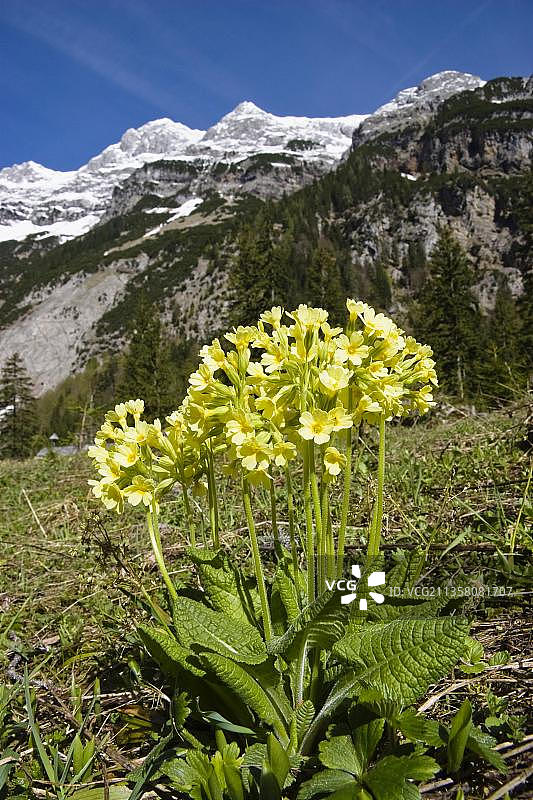 欧洲奥地利报春花图片素材