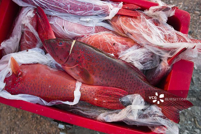 印度安达曼群岛的钓鱼活动图片素材