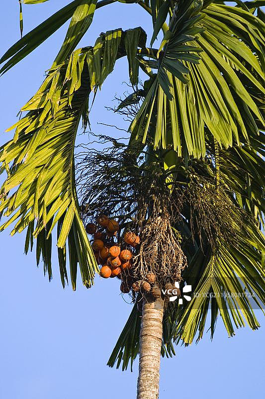 槟榔树图片素材