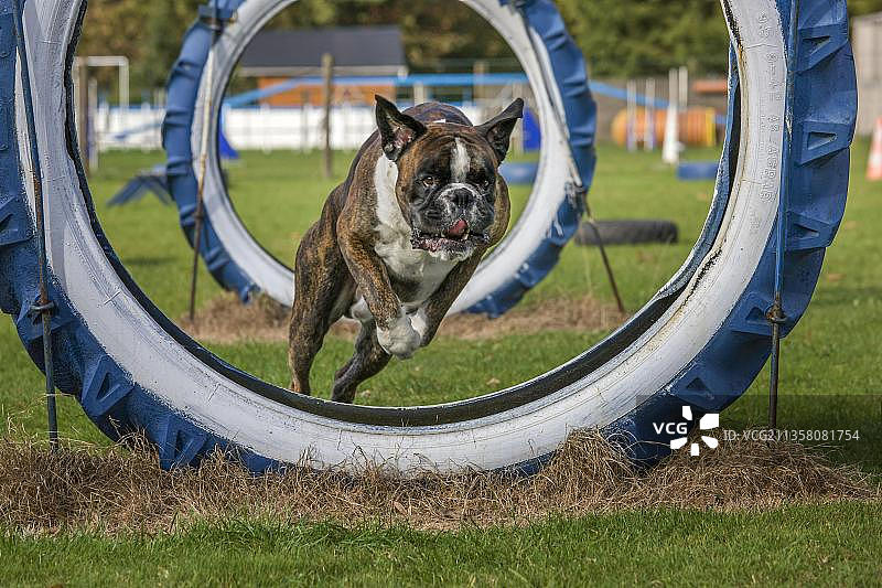 德国拳击手，敏捷性，障碍图片素材