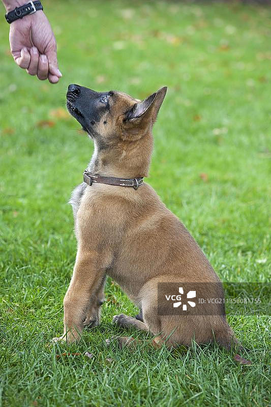 马里努阿犬幼犬获得零食奖励图片素材