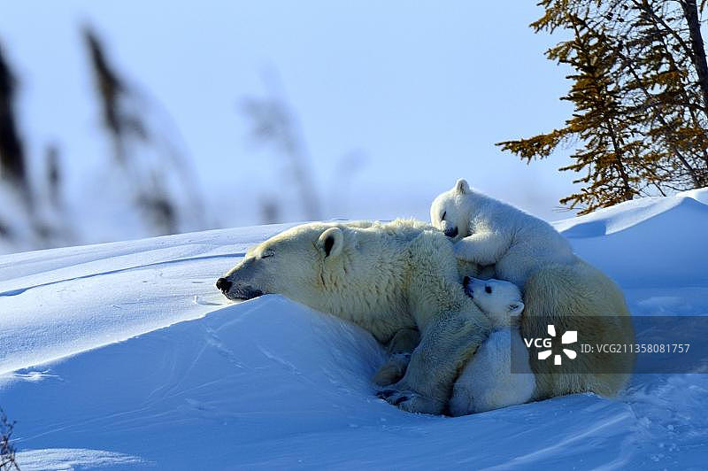 北极熊（母熊和幼崽，3个月大），加拿大瓦普斯克国家公园图片素材