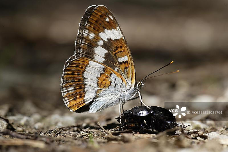 德国下萨克森的白蛱蝶和死亡甲虫（卡米拉绢蝶）侧面图片素材