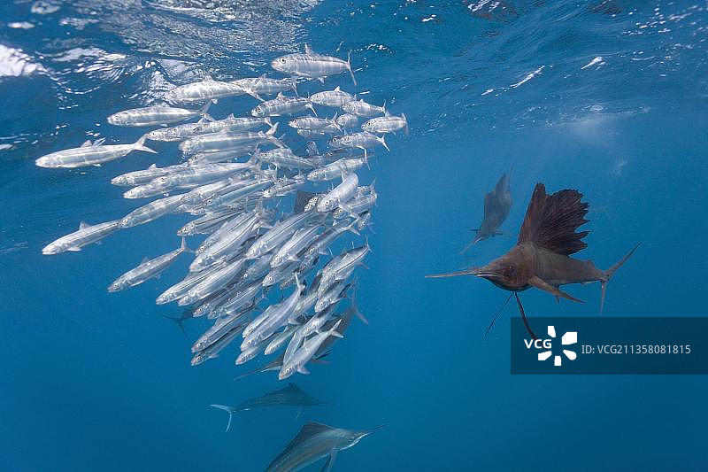 大西洋旗鱼捕食沙丁鱼，墨西哥尤卡坦半岛女人岛图片素材