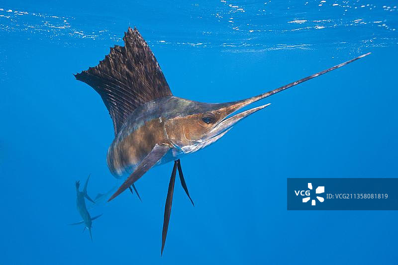 大西洋旗鱼，女人岛，枪鱼和剑鱼图片素材