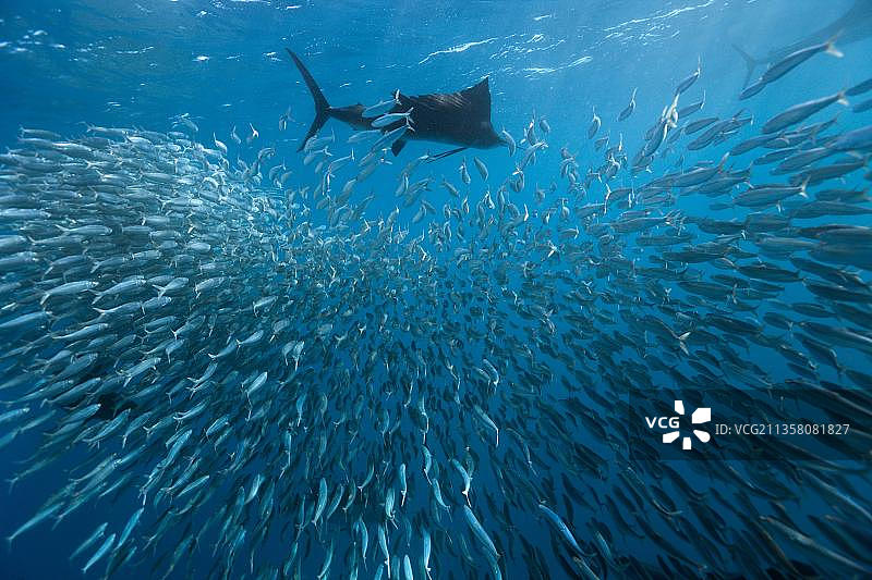 大西洋旗鱼捕食沙丁鱼，墨西哥尤卡坦半岛女人岛图片素材