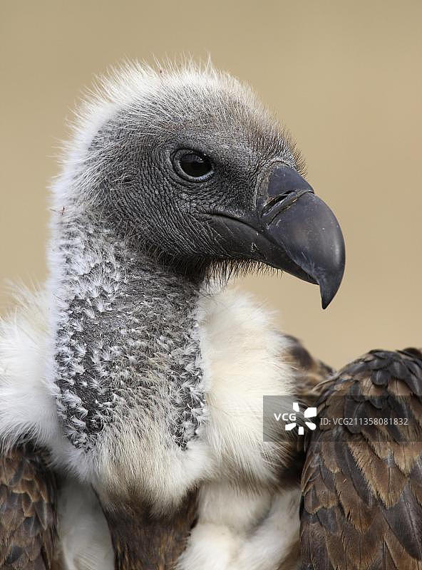 坦桑尼亚塞伦盖蒂国家公园的白背兀鹫图片素材
