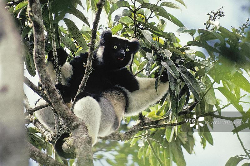 狐猴，非洲马达加斯加图片素材