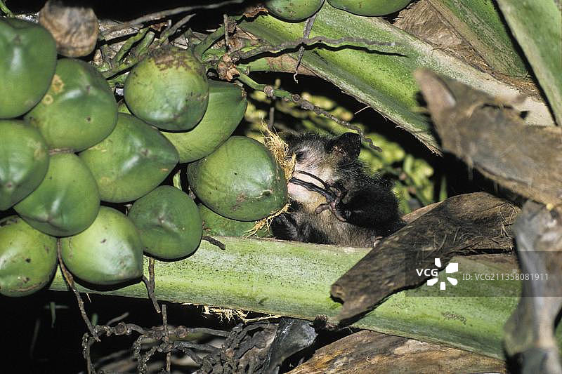 指猴啃食椰子，马达加斯加，非洲图片素材