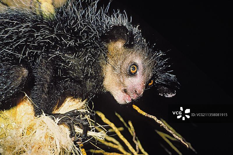 马达加斯加指猴食用椰子图片素材