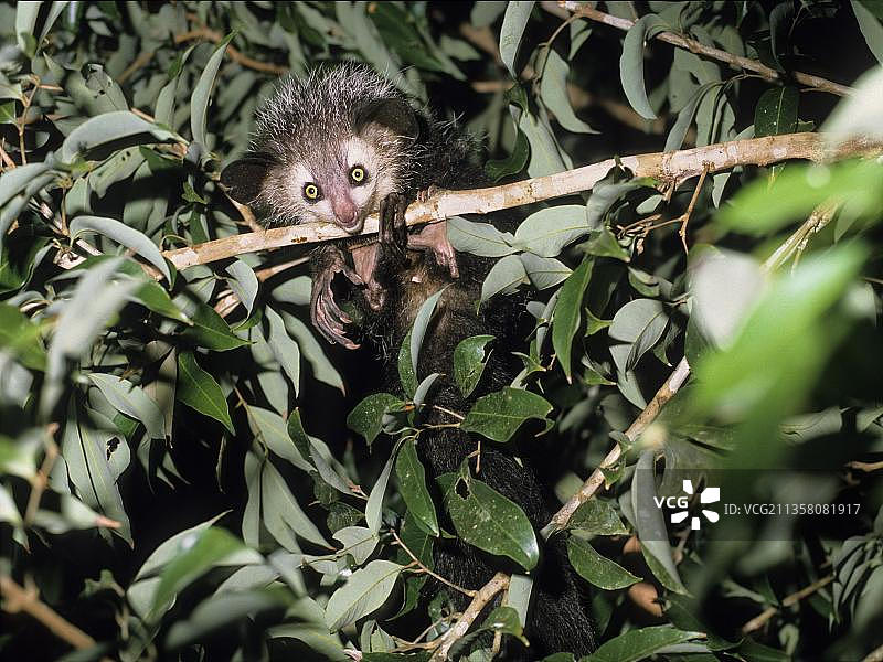 指猴幼崽，马达加斯加，非洲图片素材