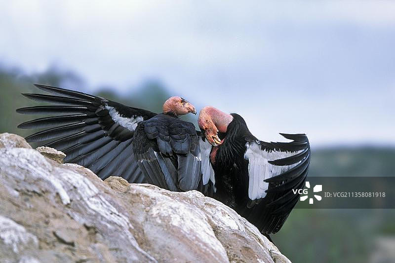 加州神鹫（Gymnogyps californianus）一对图片素材