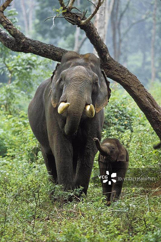 亚洲象与幼崽（印度，亚洲）图片素材