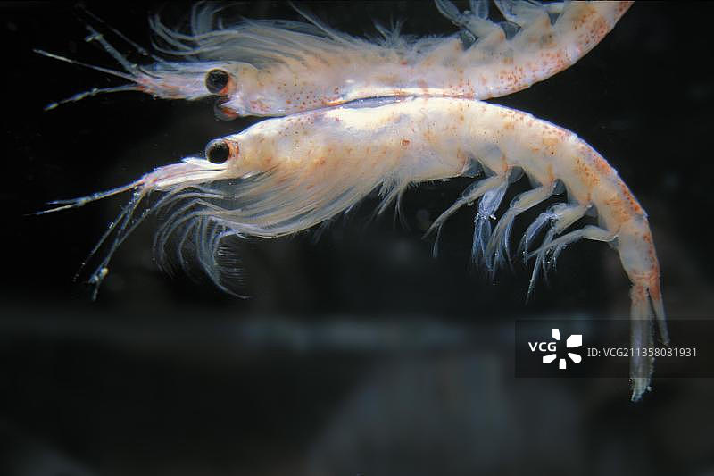 南极磷虾（Euphausia superba），侧面，南极洲图片素材