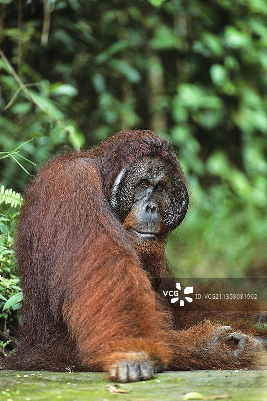 婆罗洲猩猩雄性，Camp Leakey，丹戎普丁国家公园，印度尼西亚图片素材
