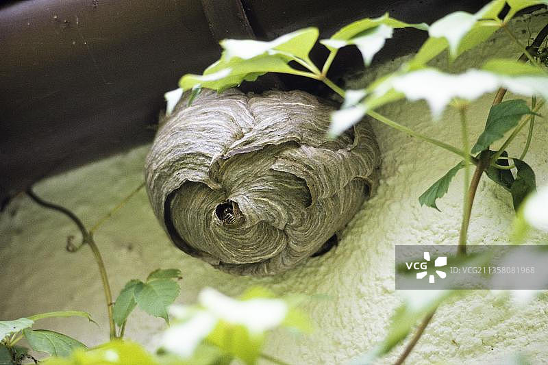 德国的普通黄蜂窝图片素材