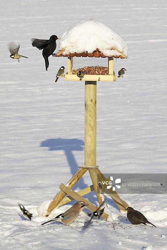 冬季德国鸟类喂食器旁的鸟群图片素材