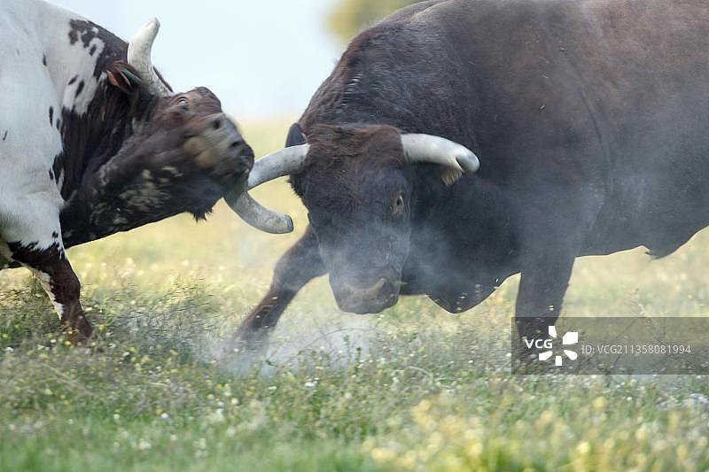 家养牛，阿连特茹公牛，葡萄牙，欧洲图片素材