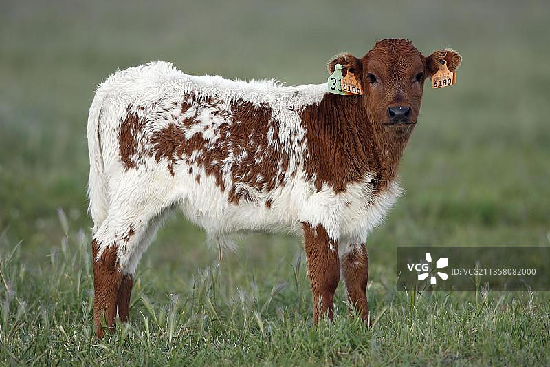 家养牛，小牛，侧面图片素材