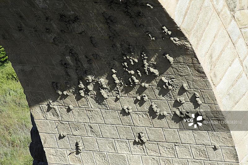 崖海燕在西班牙埃斯特雷马杜拉桥拱下筑巢图片素材