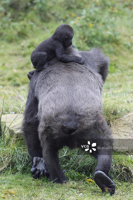 西方大猩猩，带着幼崽的雌性图片素材