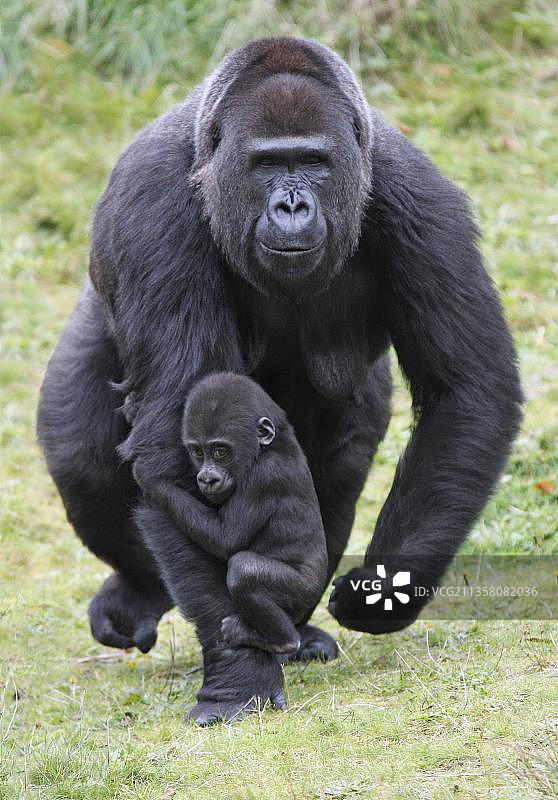 西方大猩猩，带着幼崽的雌性图片素材
