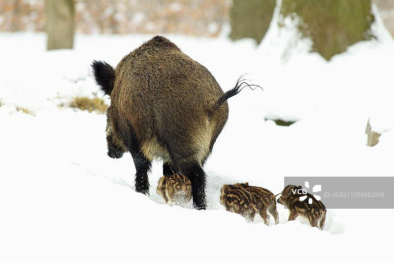 野猪和幼崽图片素材