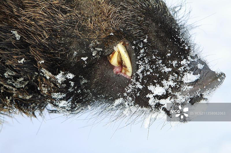 野猪（Sus scrofa），雄性，獠牙图片素材