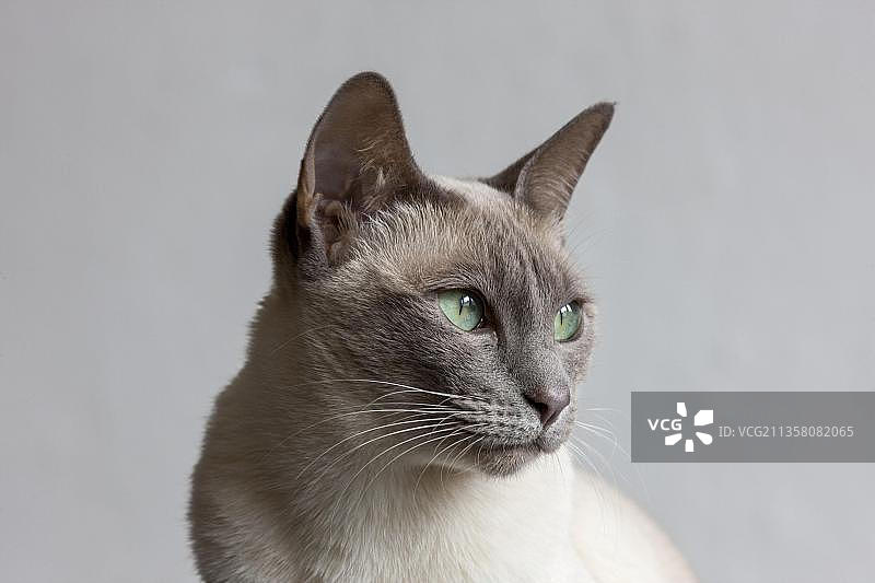 东京猫图片素材