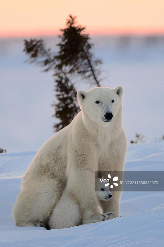 瓦普斯克国家公园的北极熊母子图片素材