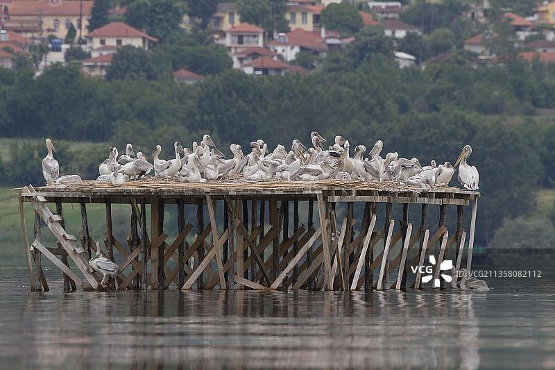 卷羽鹈鹕，希腊克基尼湖图片素材