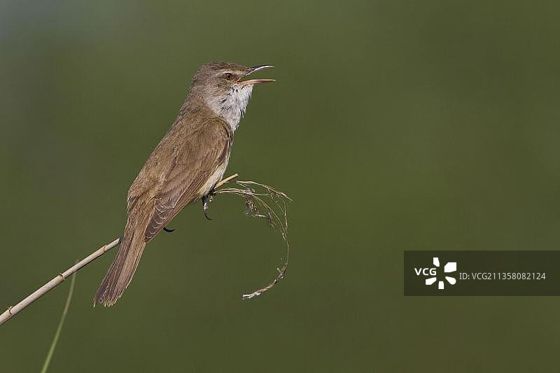 大苇莺，欧洲希腊图片素材